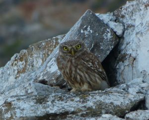 Athene noctua