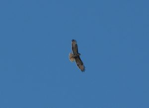 Buteo buteo-γερακίνα