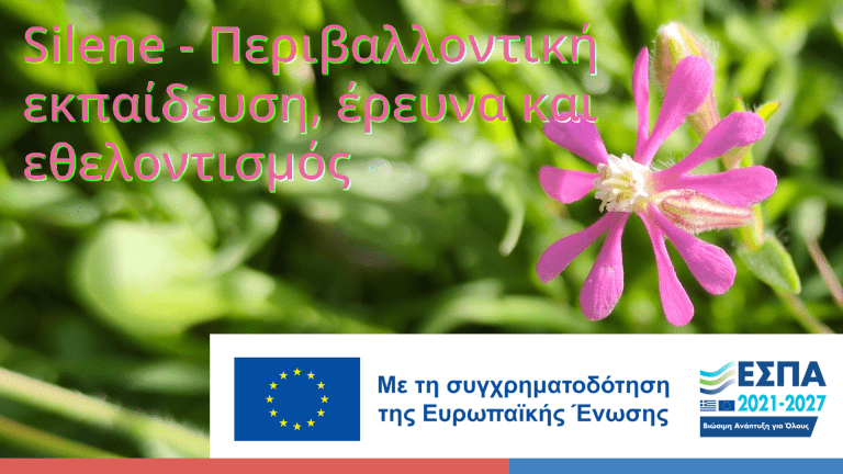 Εικόνα κεφαλίδας για το πρόγραμμα "Silene - Περιβαλλοντική εκπαίδευση, έρευνα και εθελοντισμός. Στο κάτω μέρος υπάρχει η σημαία της ευρωπαϊκής ένωσης, του ΕΣΠΑ, και αναγράφεται το κείμενο "Με τη συγχρηματοδότηση της Ευρωπαϊκής Ένωσης"